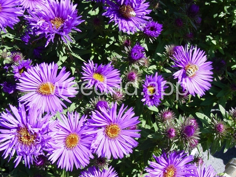 aster, New England
